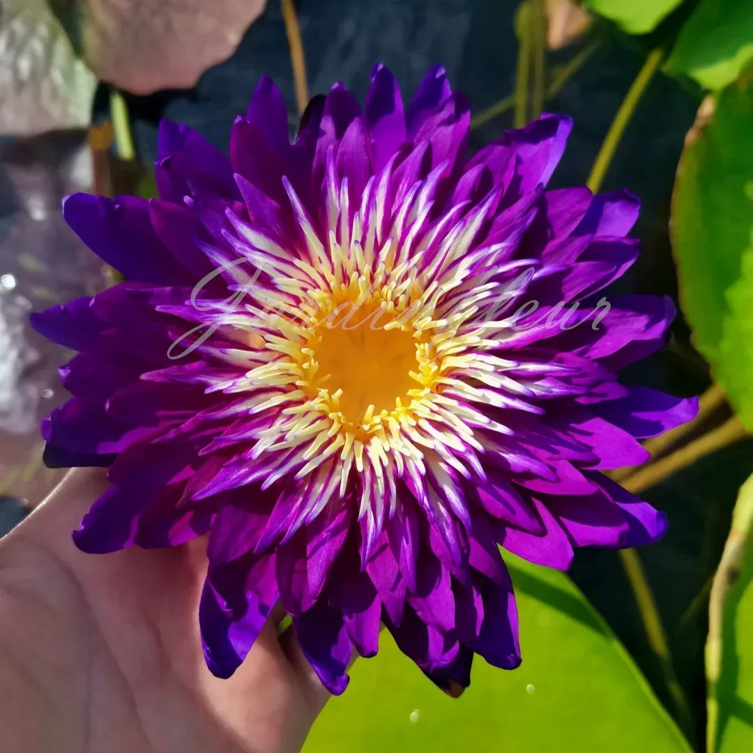 【50% de réduction】Graines Premium de Fleur de Lotus Bonsaï - Germination en 7 jours