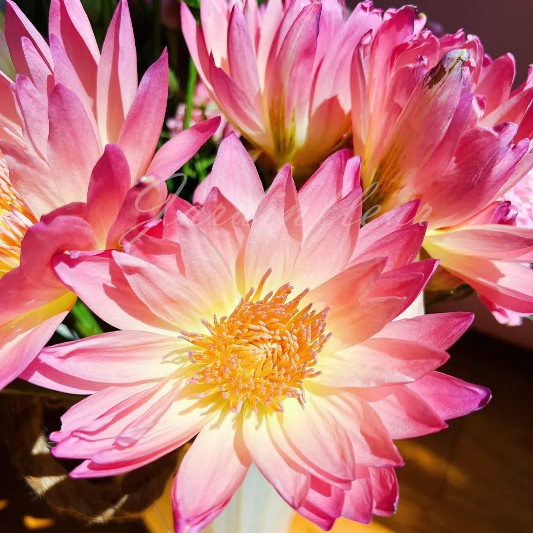 【50% de réduction】Graines Premium de Fleur de Lotus Bonsaï - Germination en 7 jours