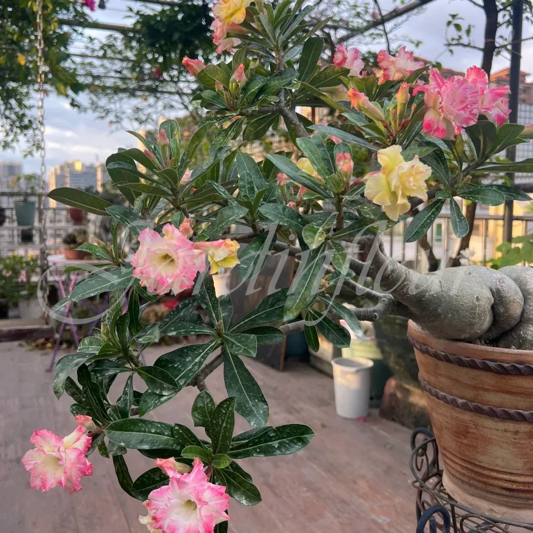 🔥50 % de réduction🔥Mélange de graines d'Adénium pour cultiver des roses du désert colorées