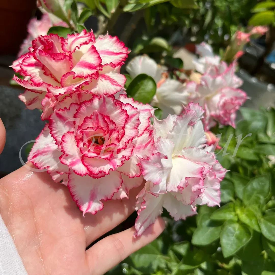 🔥50 % de réduction🔥Mélange de graines d'Adénium pour cultiver des roses du désert colorées