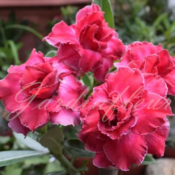 🔥50 % de réduction🔥Mélange de graines d'Adénium pour cultiver des roses du désert colorées