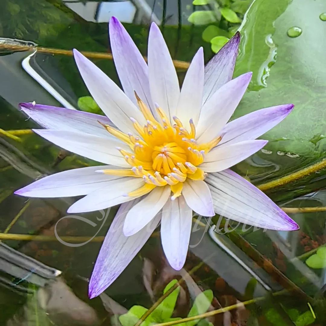 【50% de réduction】Graines Premium de Fleur de Lotus Bonsaï - Germination en 7 jours