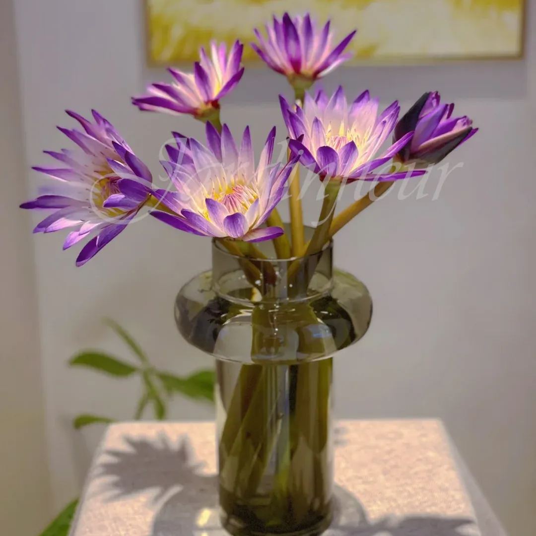 【50% de réduction】Graines Premium de Fleur de Lotus Bonsaï - Germination en 7 jours