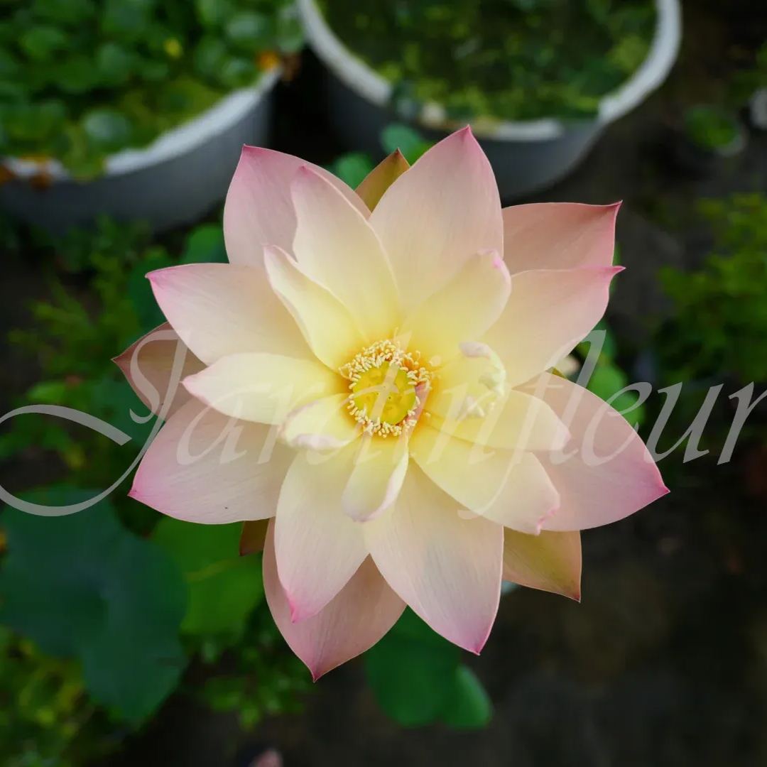 【50% de réduction】Graines Premium de Fleur de Lotus Bonsaï - Germination en 7 jours