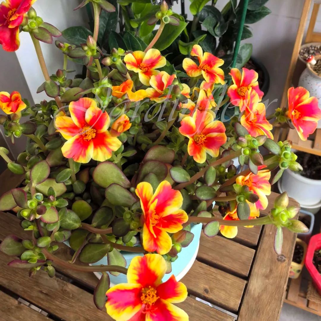 🔥50% DE RÉDUCTION🌹 Graines de Rose Moss