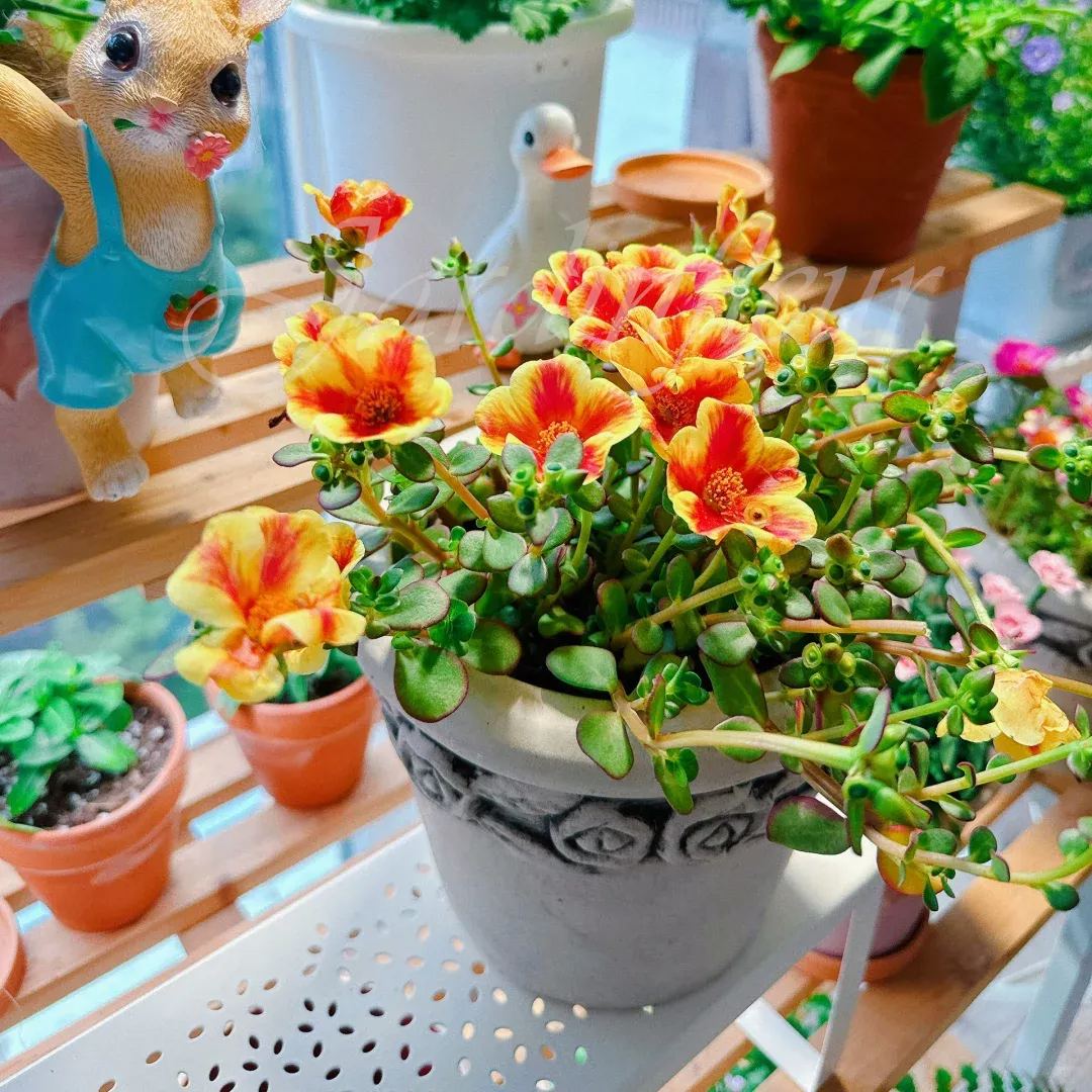 🔥50% DE RÉDUCTION🌹 Graines de Rose Moss