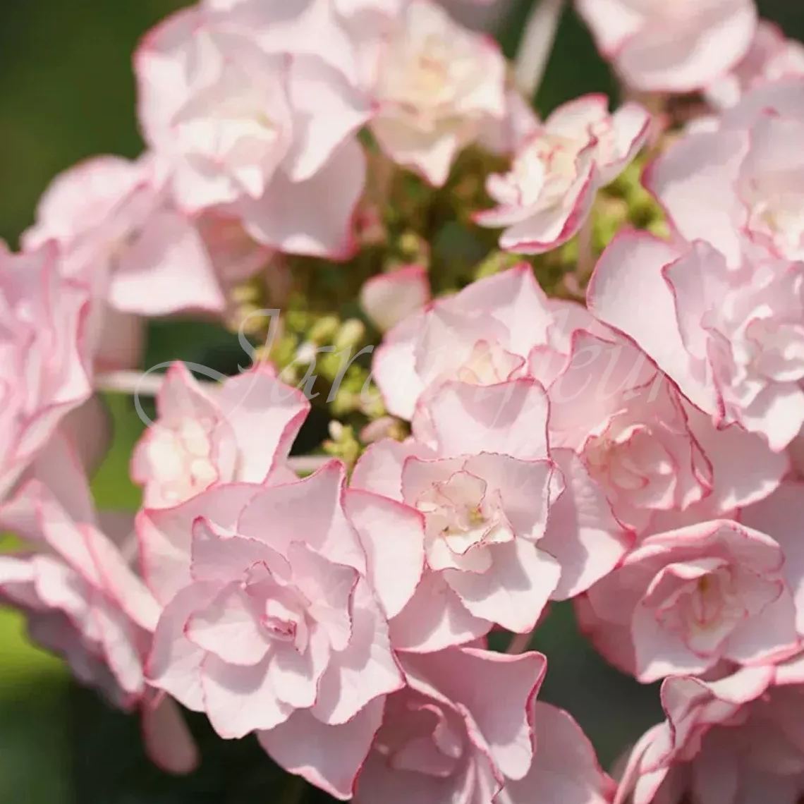 🔥Jusqu'à 50 % de réduction🔥Graines d'hortensia | Bienvenue dans la saison colorée