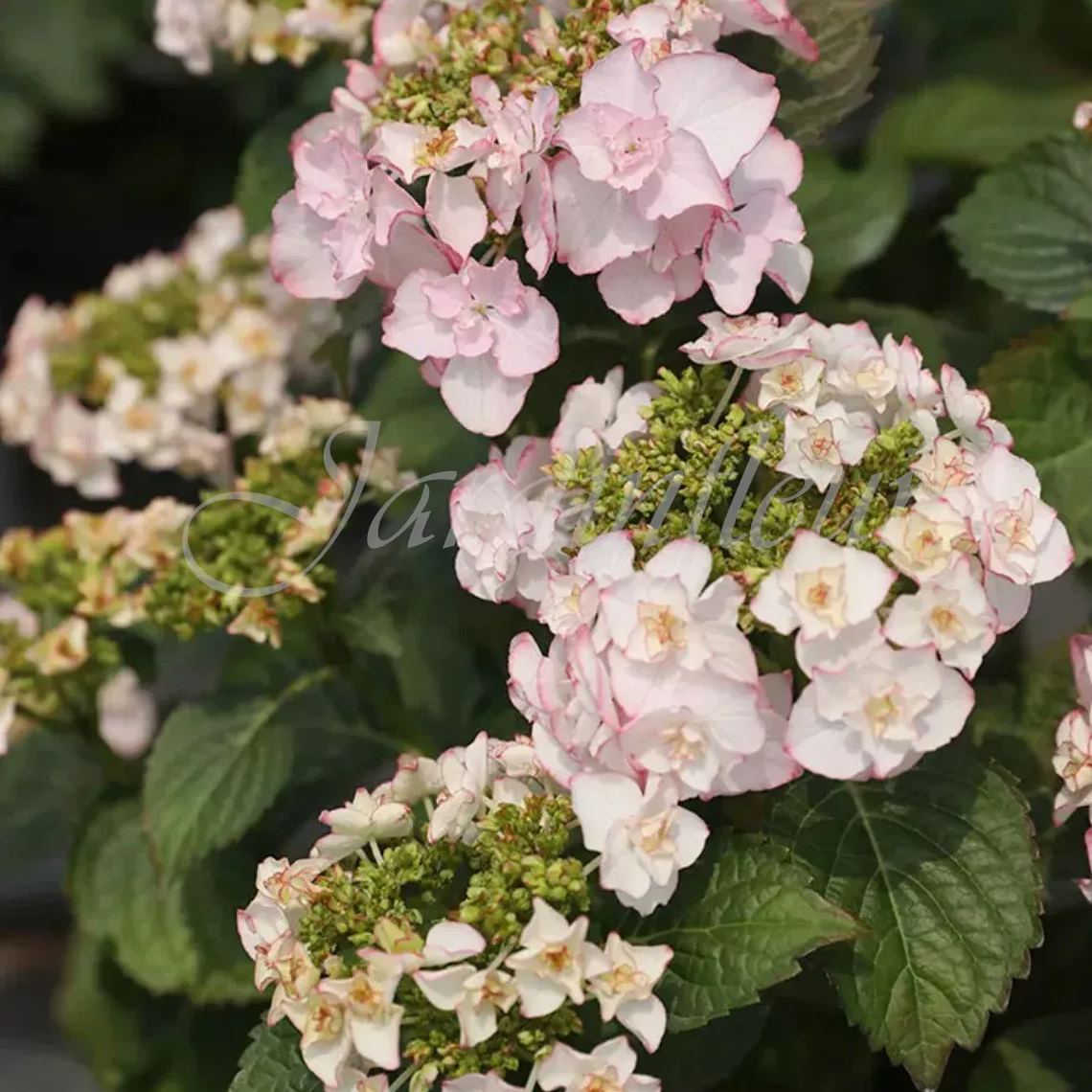 🔥Jusqu'à 50 % de réduction🔥Graines d'hortensia | Bienvenue dans la saison colorée