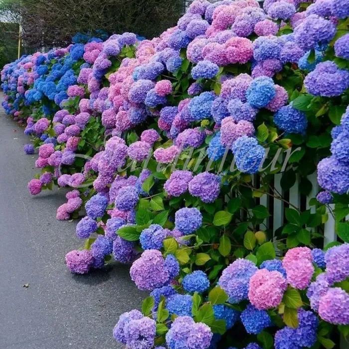 🔥Jusqu'à 50 % de réduction🔥Graines d'hortensia | Bienvenue dans la saison colorée