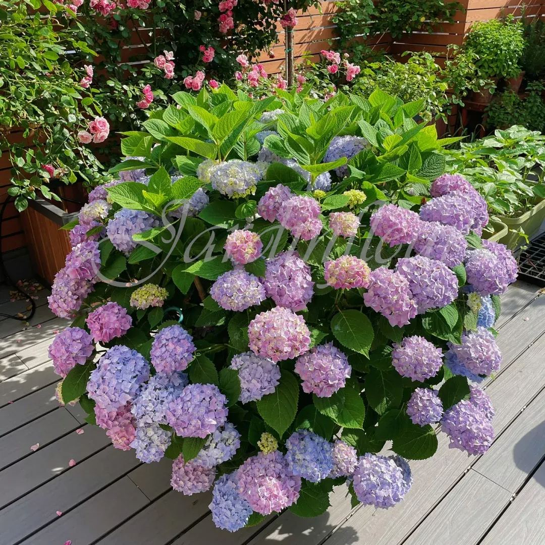 🔥Jusqu'à 50 % de réduction🔥Graines d'hortensia | Bienvenue dans la saison colorée