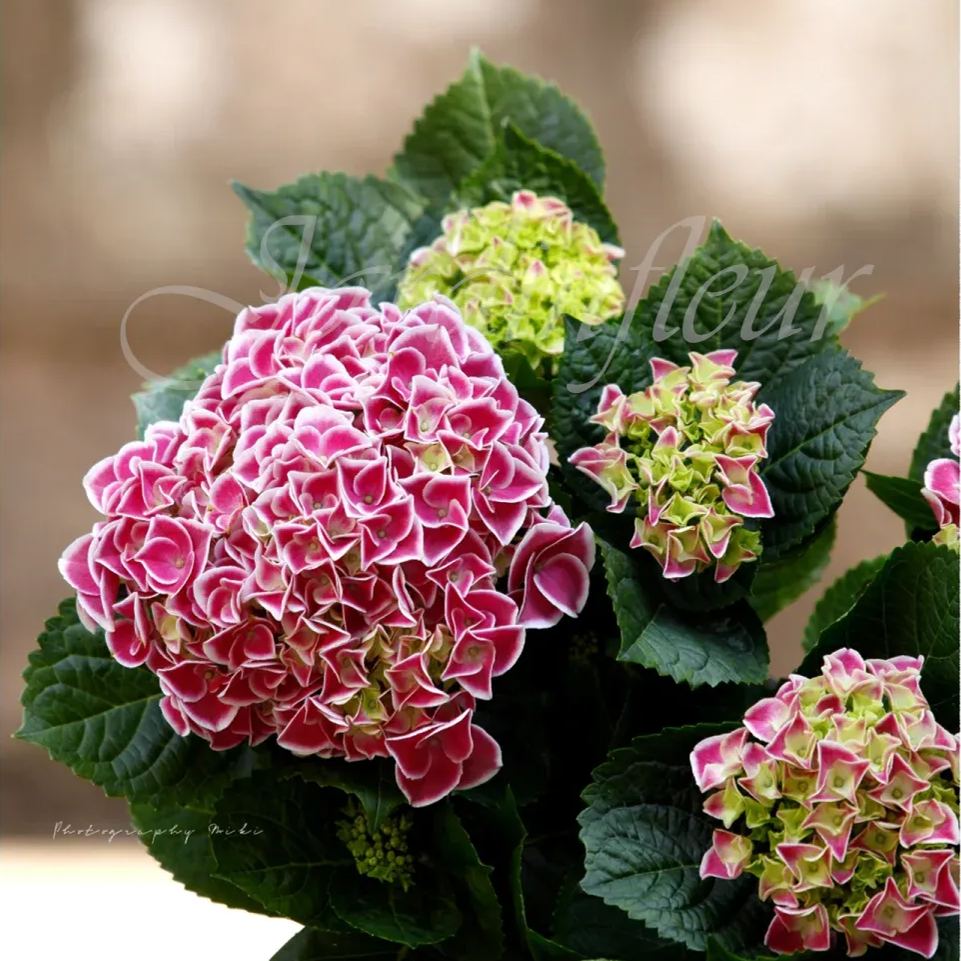 🔥Jusqu'à 50 % de réduction🔥Graines d'hortensia | Bienvenue dans la saison colorée