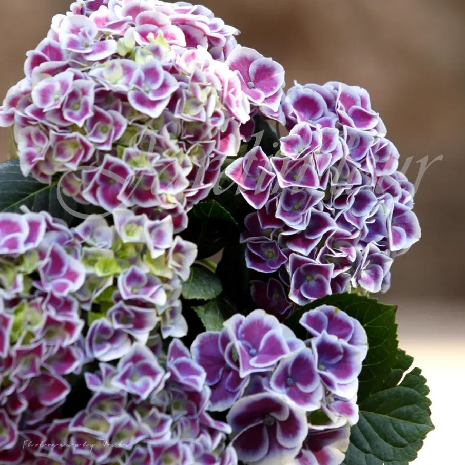🔥Jusqu'à 50 % de réduction🔥Graines d'hortensia | Bienvenue dans la saison colorée