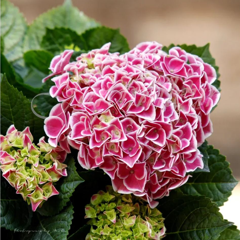 🔥Jusqu'à 50 % de réduction🔥Graines d'hortensia | Bienvenue dans la saison colorée