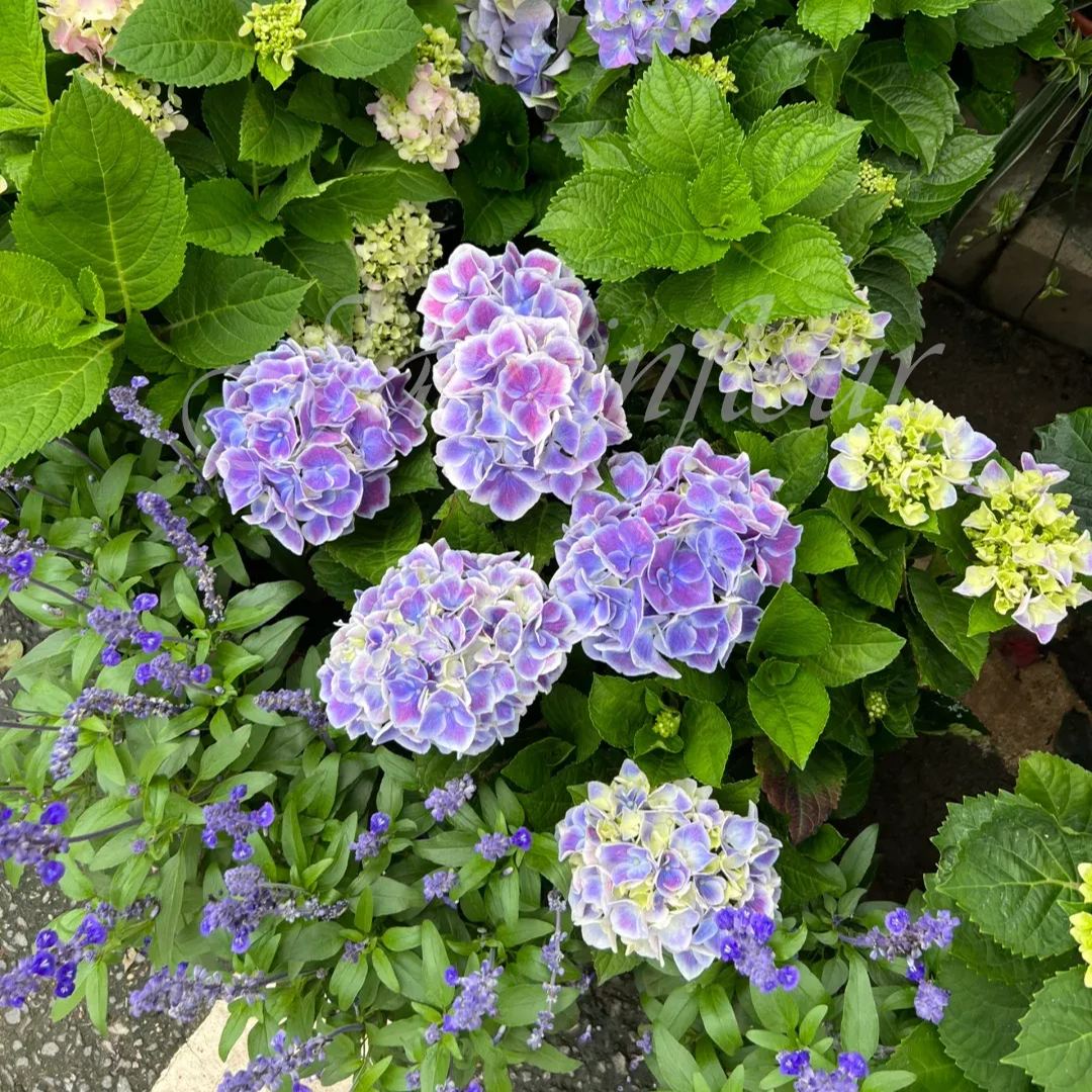 🔥Jusqu'à 50 % de réduction🔥Graines d'hortensia | Bienvenue dans la saison colorée