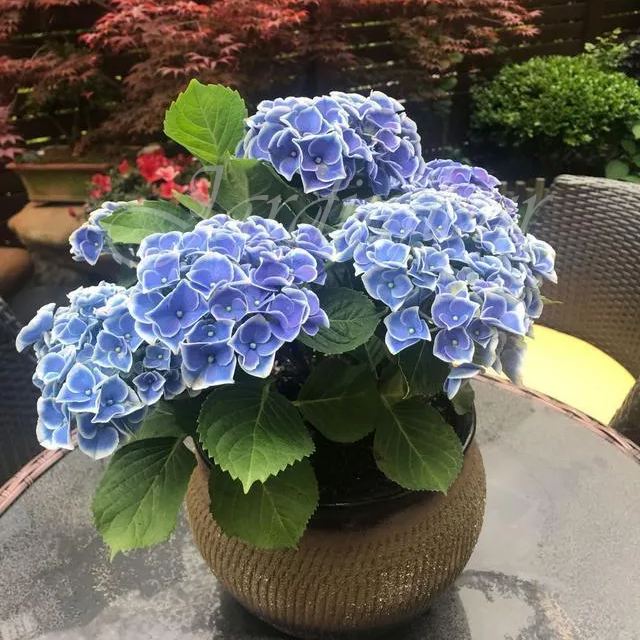 🔥Jusqu'à 50 % de réduction🔥Graines d'hortensia | Bienvenue dans la saison colorée