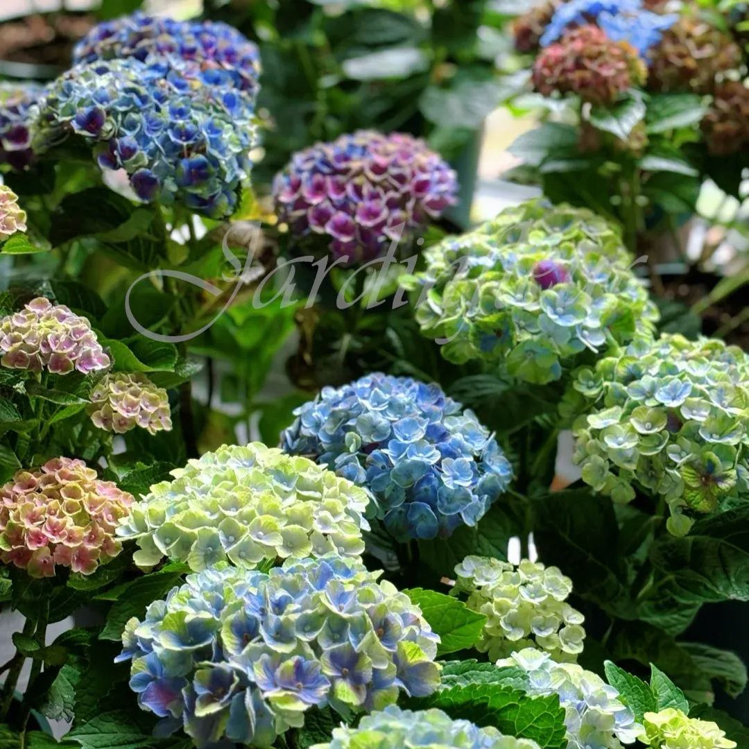 🔥Jusqu'à 50 % de réduction🔥Graines d'hortensia | Bienvenue dans la saison colorée