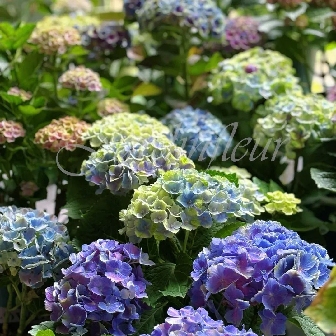 🔥Jusqu'à 50 % de réduction🔥Graines d'hortensia | Bienvenue dans la saison colorée