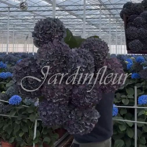 🔥Jusqu'à 50 % de réduction🔥Graines d'hortensia | Bienvenue dans la saison colorée