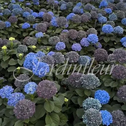 🔥Jusqu'à 50 % de réduction🔥Graines d'hortensia | Bienvenue dans la saison colorée