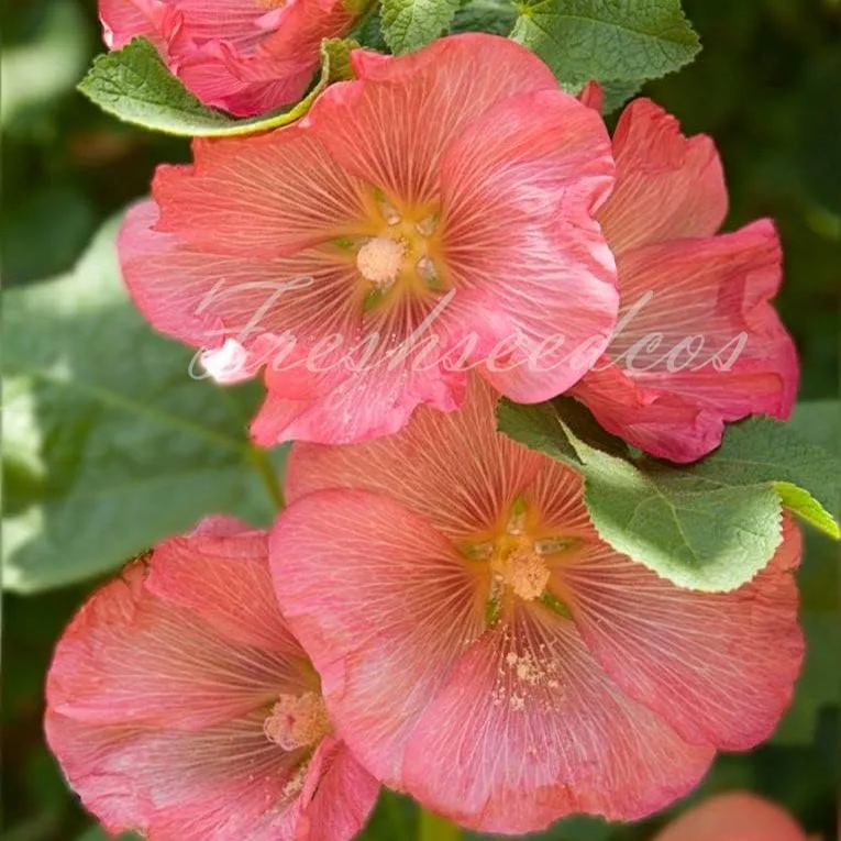Single Flowered Hollyhock Seeds