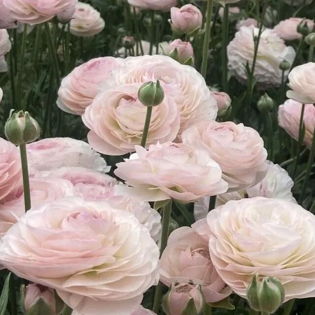 Ranunculus 'Mixed'