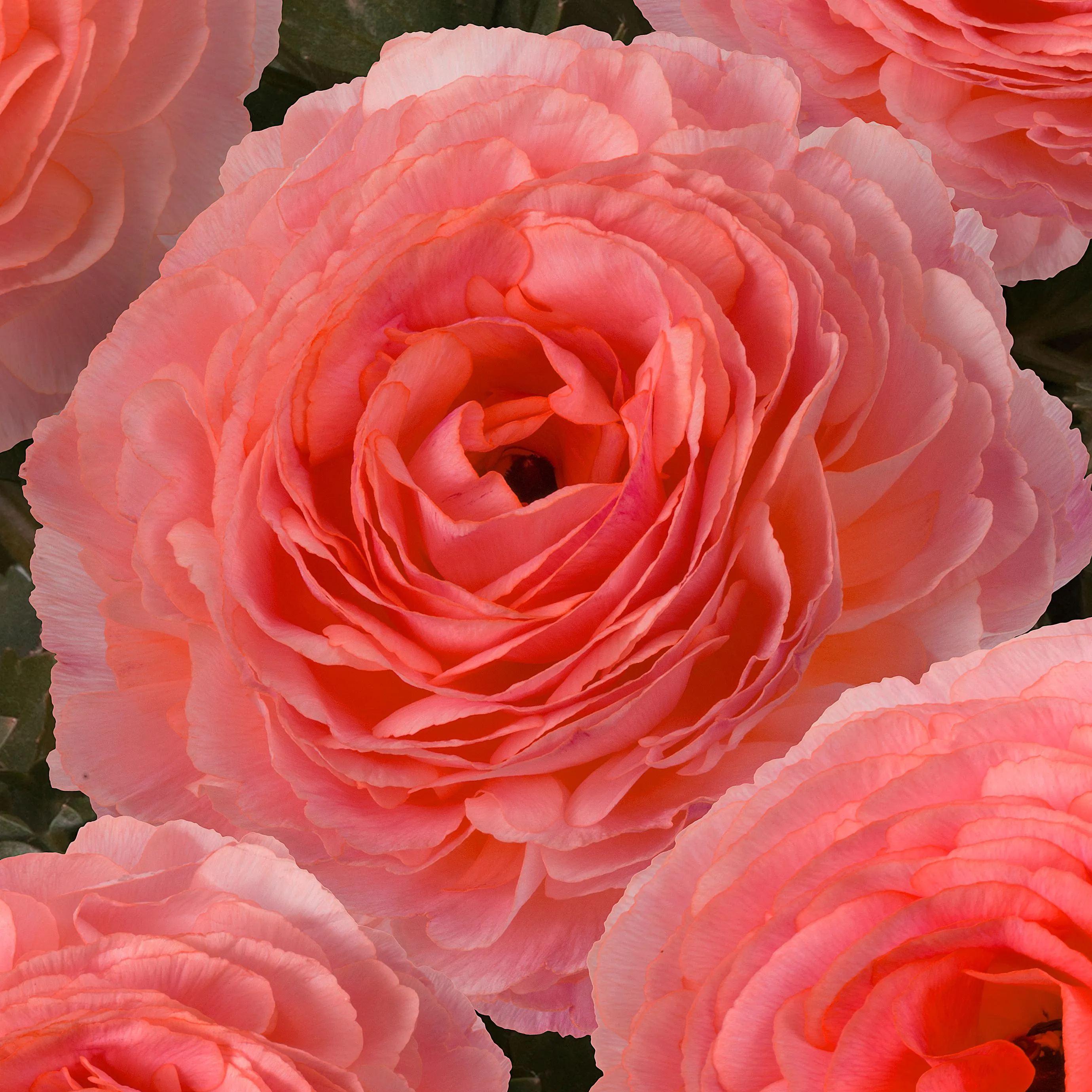 Ranunculus 'Mixed'