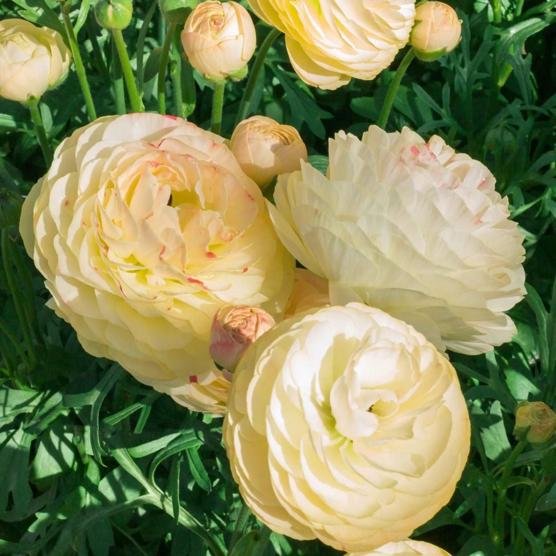 Ranunculus 'Mixed'