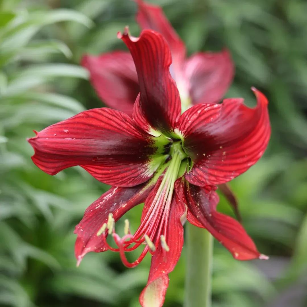 Amaryllis Bulbs - Red Papilio Butterfly