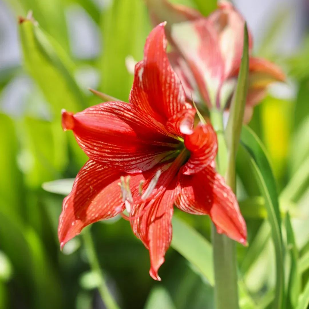 Amaryllis Bulbs - Red Papilio Butterfly