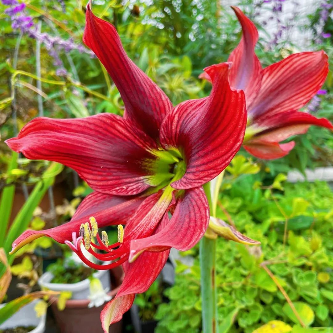 Amaryllis Bulbs - Red Papilio Butterfly