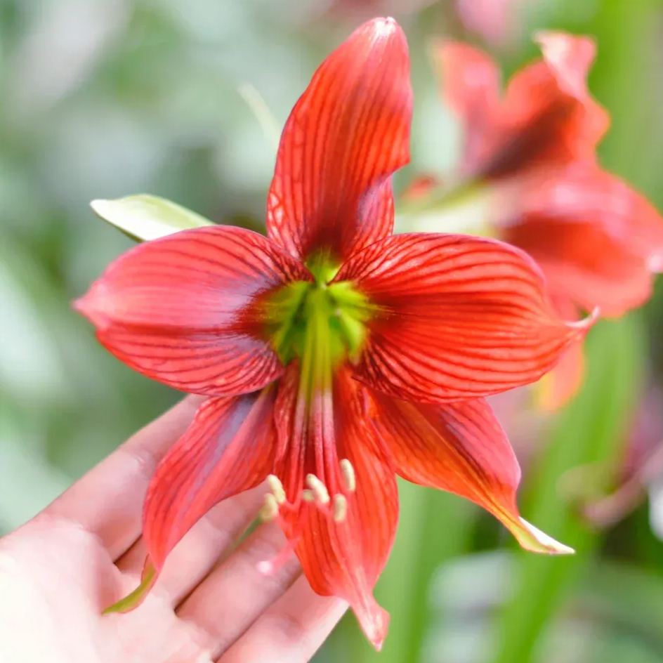 Amaryllis Bulbs - Red Papilio Butterfly