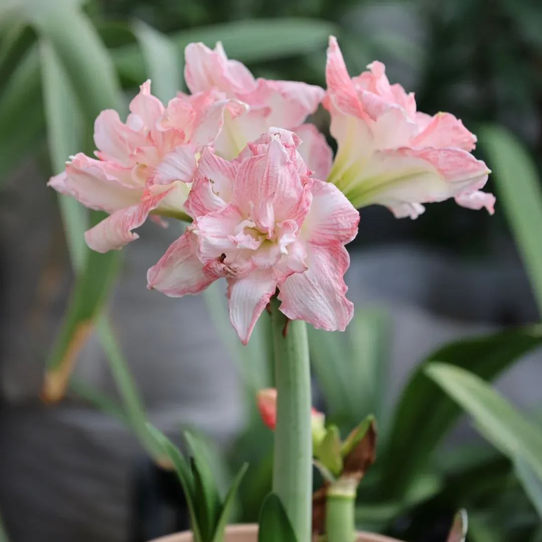 Amaryllis Bulbs - Cardamom