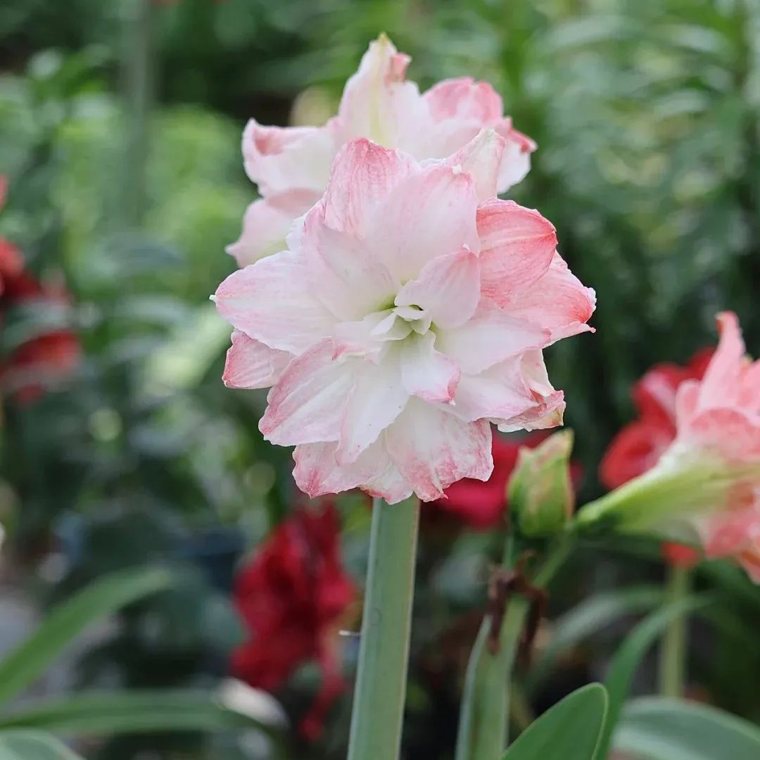 Amaryllis Bulbs - Cardamom