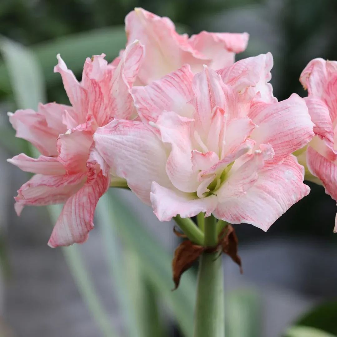 Amaryllis Bulbs - Cardamom
