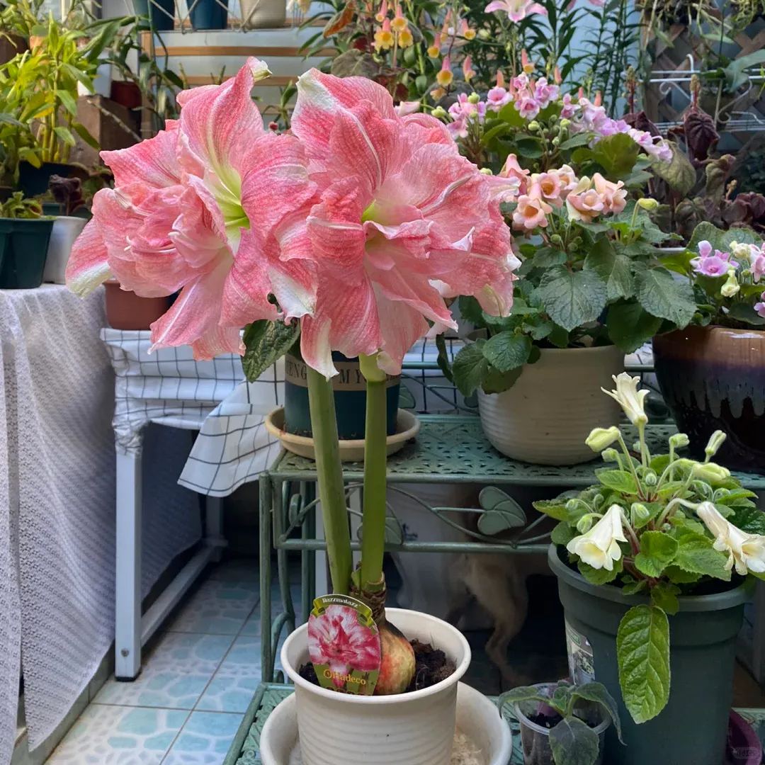 Amaryllis Bulbs - Cabrus