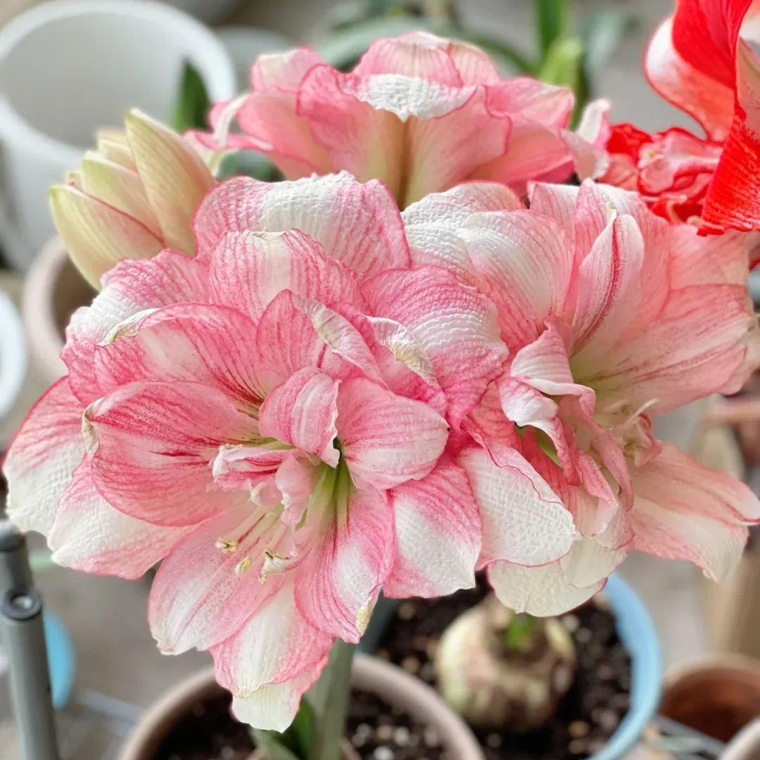 Amaryllis Bulbs - Cabrus