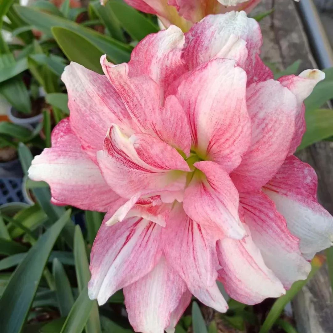 Amaryllis Bulbs - Cabrus