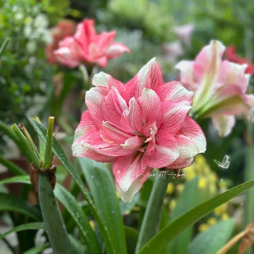 Amaryllis Bulbs - Cabrus
