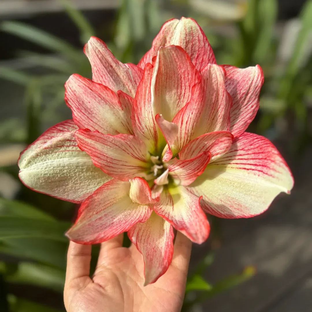 Amaryllis Bulbs - Cranberry