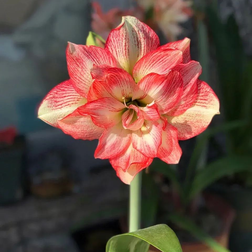 Amaryllis Bulbs - Cranberry