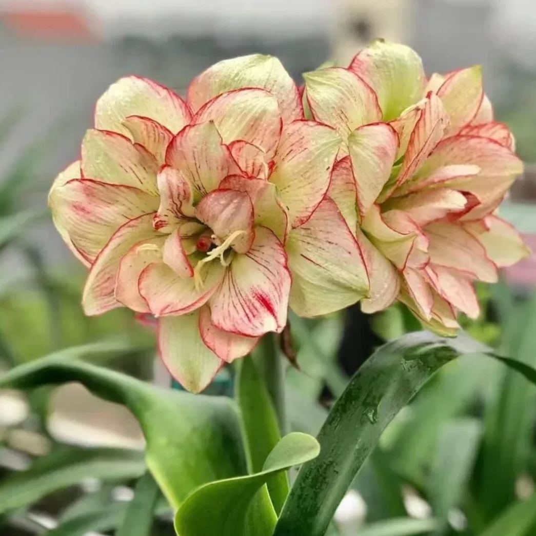 Amaryllis Bulbs - Cranberry