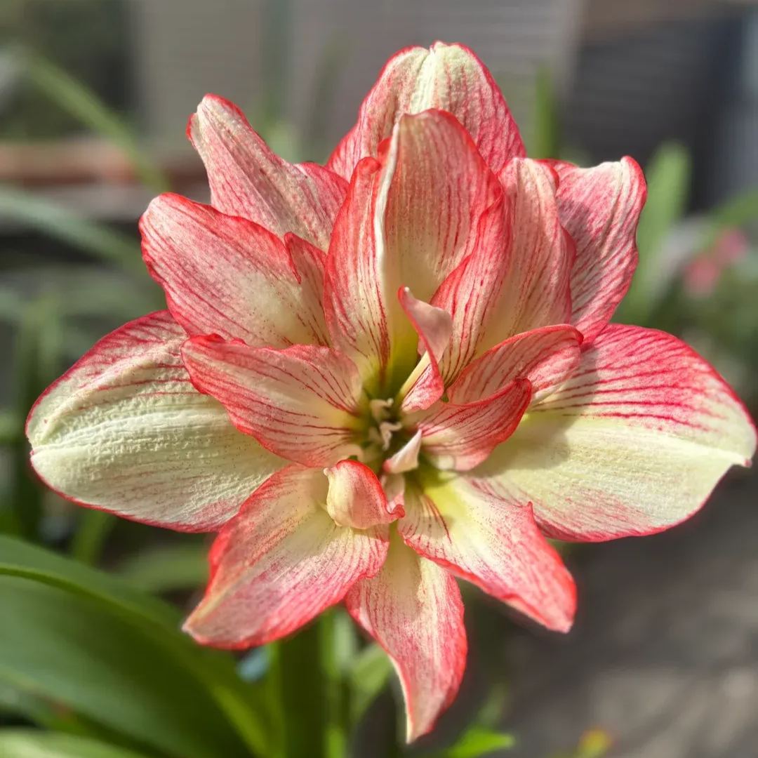 Amaryllis Bulbs - Cranberry