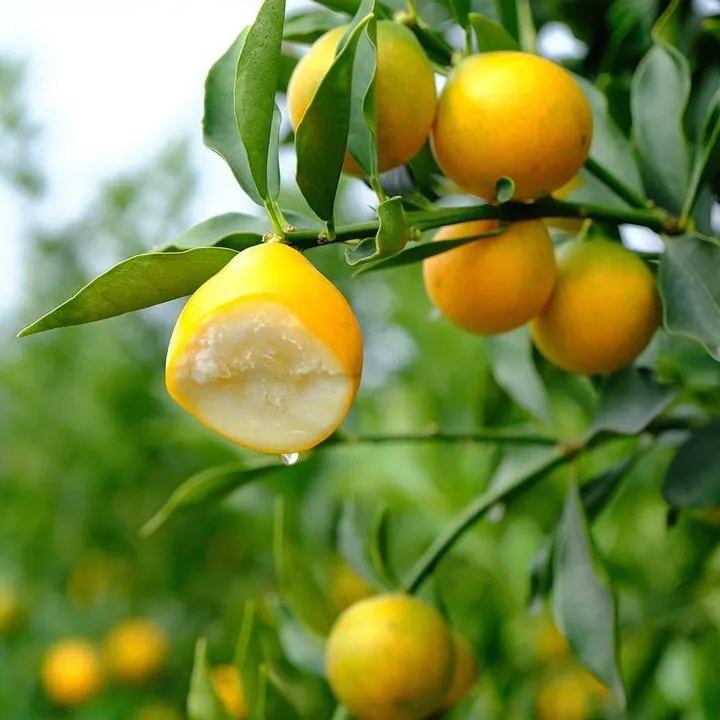 🍊 Crispy Kumquat Seeds: Small fruit, big charm! 🍊