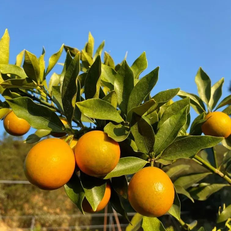 🍊 Crispy Kumquat Seeds: Small fruit, big charm! 🍊