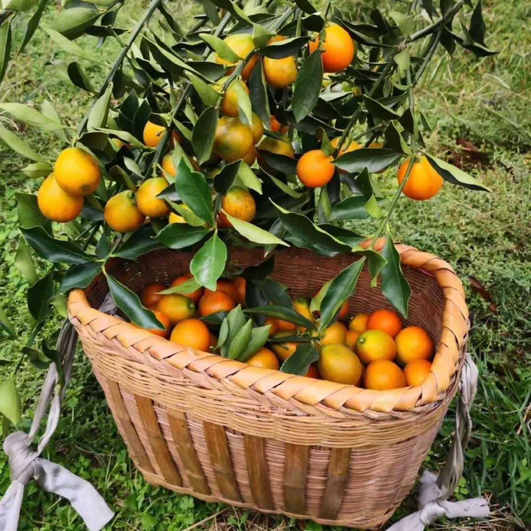 🍊 Crispy Kumquat Seeds: Small fruit, big charm! 🍊