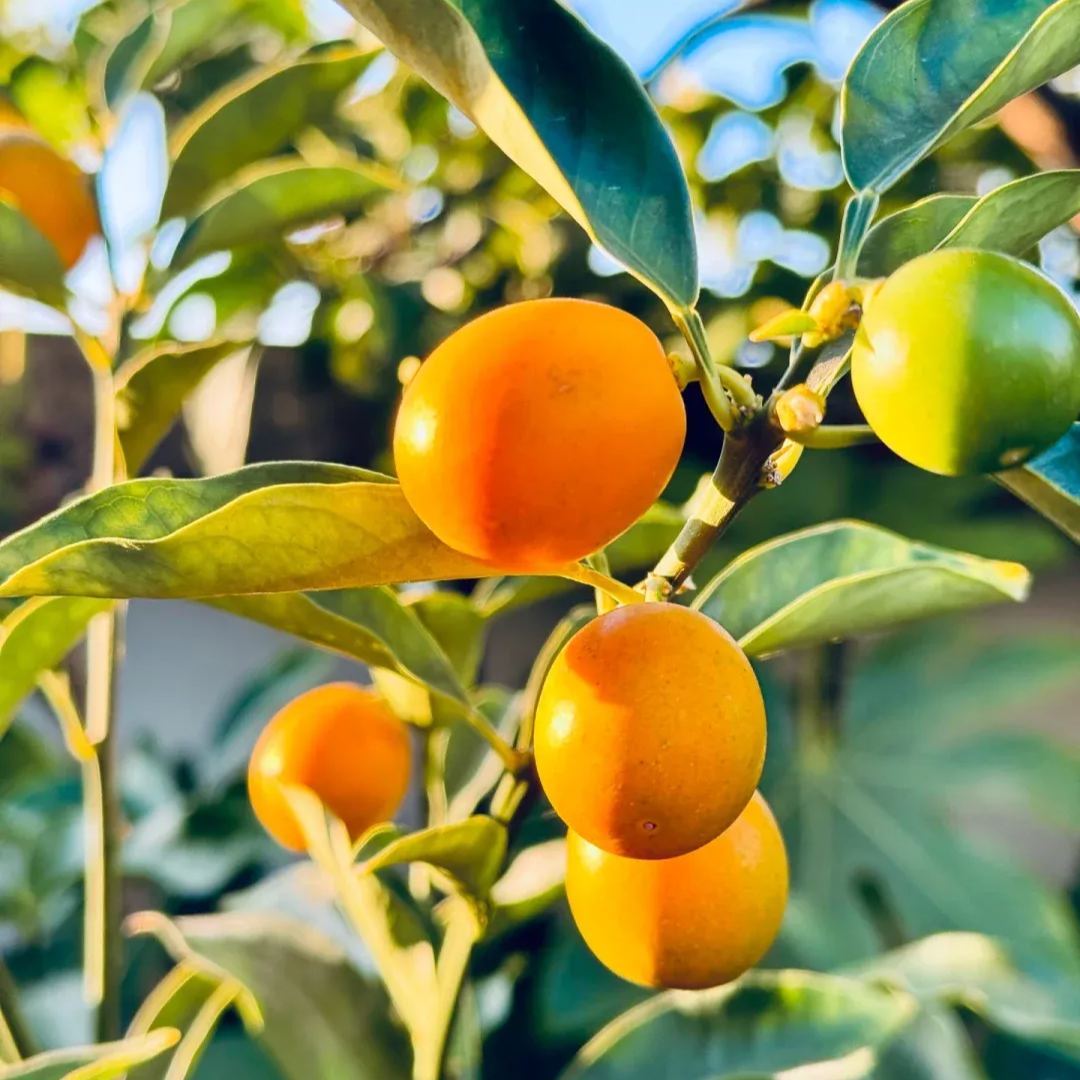 🍊 Crispy Kumquat Seeds: Small fruit, big charm! 🍊