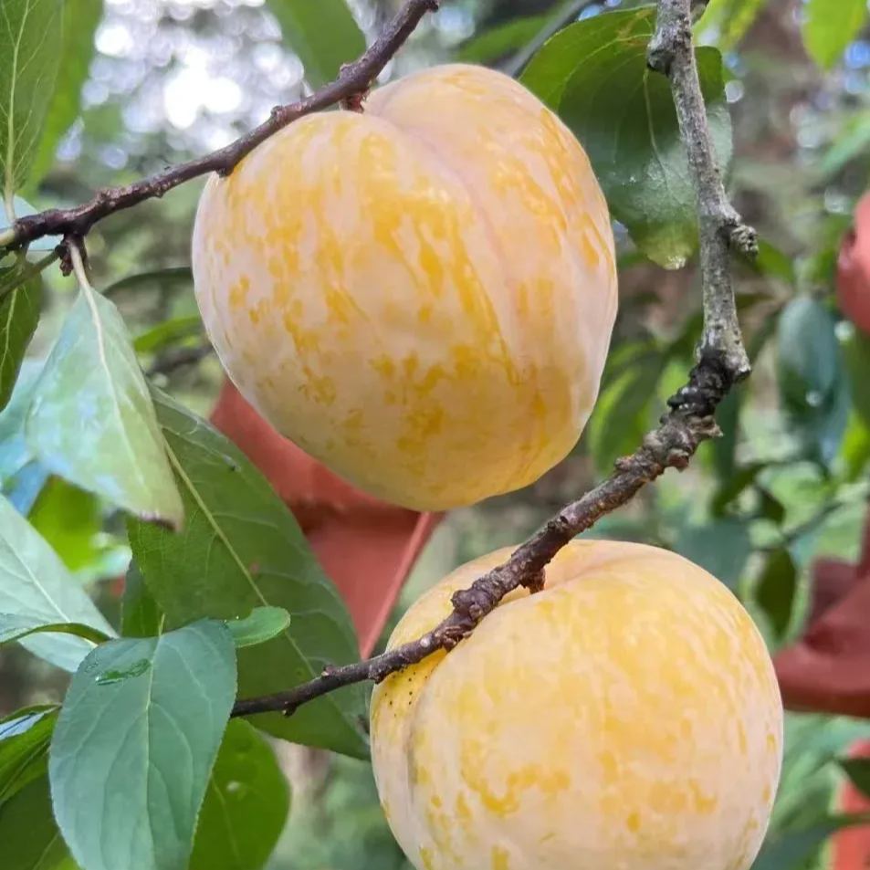 🍑Golden Nectarin Seeds – Fill Your Garden with Golden Delight🌟