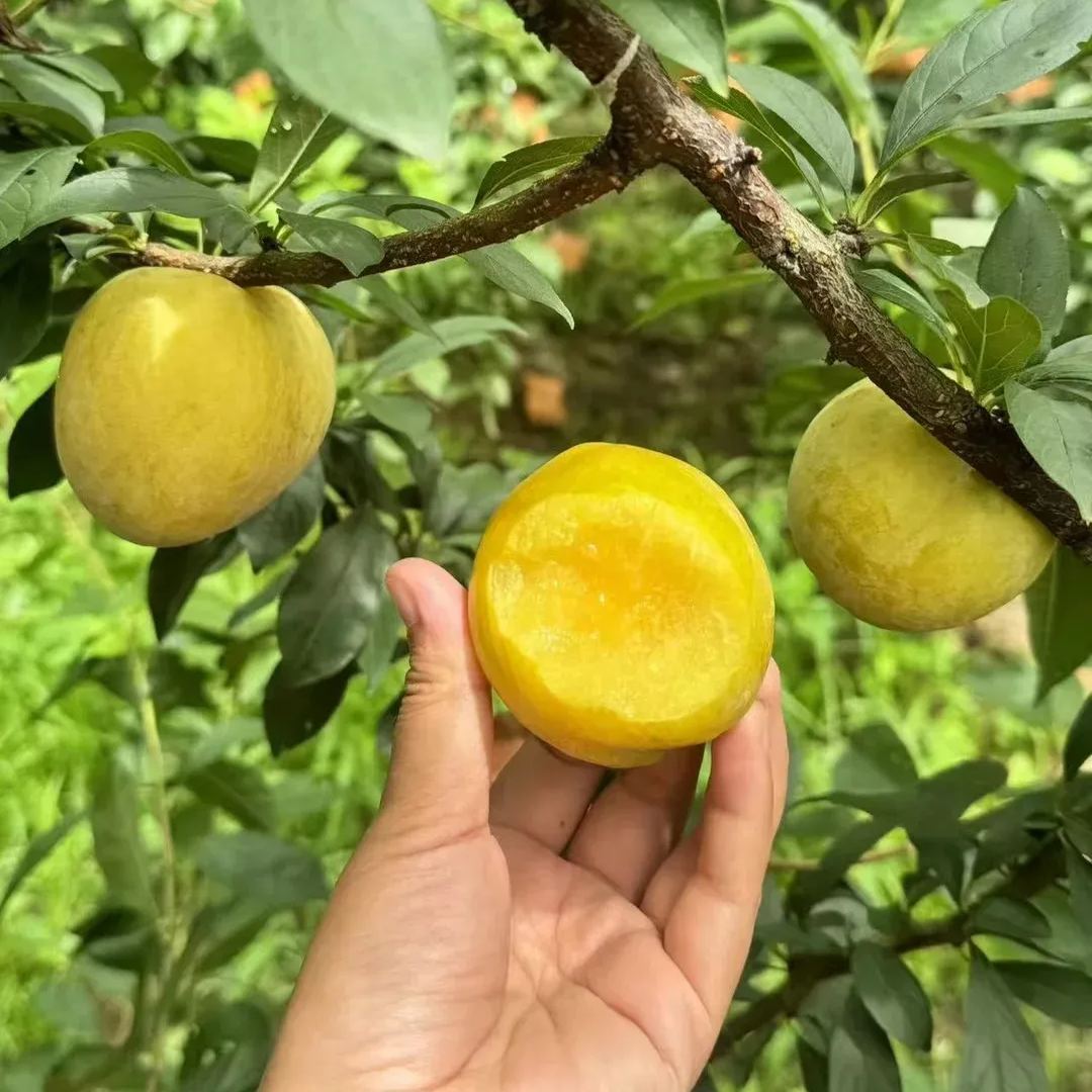 🍑Golden Nectarin Seeds – Fill Your Garden with Golden Delight🌟