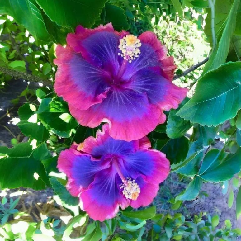 🌸Giant Hibiscus Seeds - Give your garden a new lease of life