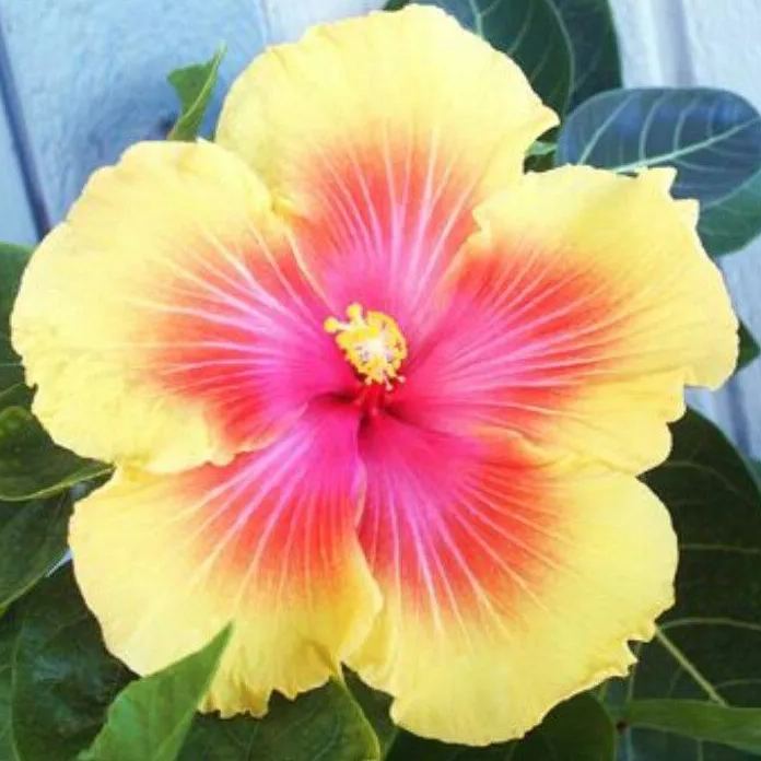 🌸Giant Hibiscus Seeds - Give your garden a new lease of life